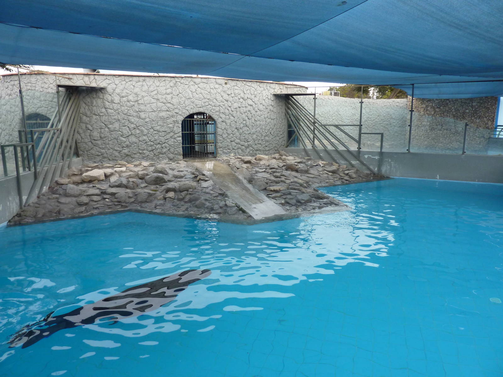 Patagonian Sealion enclosure