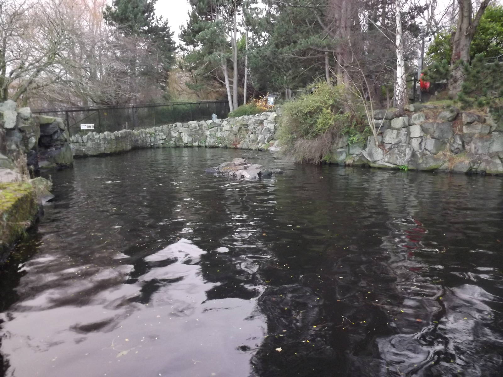 Patagonian sealion exhibit at Edinburgh Zoo 28/12/11