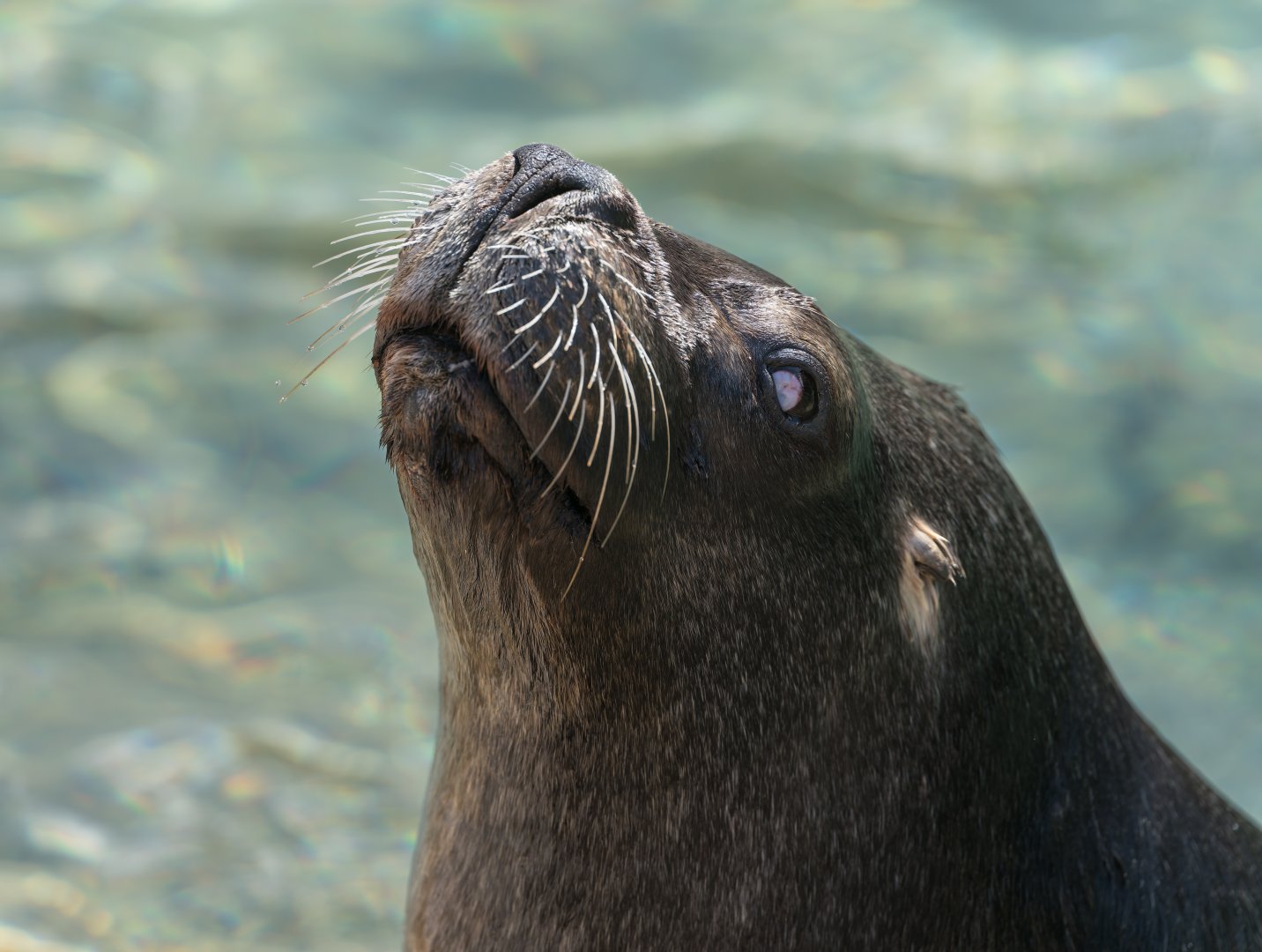 Patagonian sealion (f) , Dudley, UK