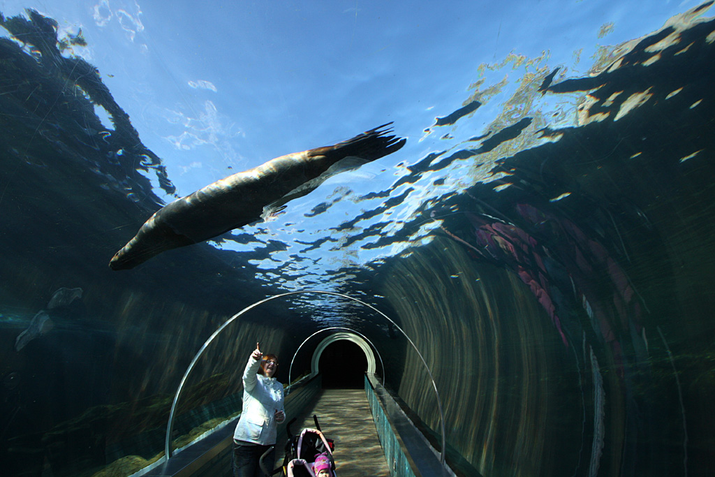 Patagonian Sealion from Playa Patagonia Tunnel 21/10/08