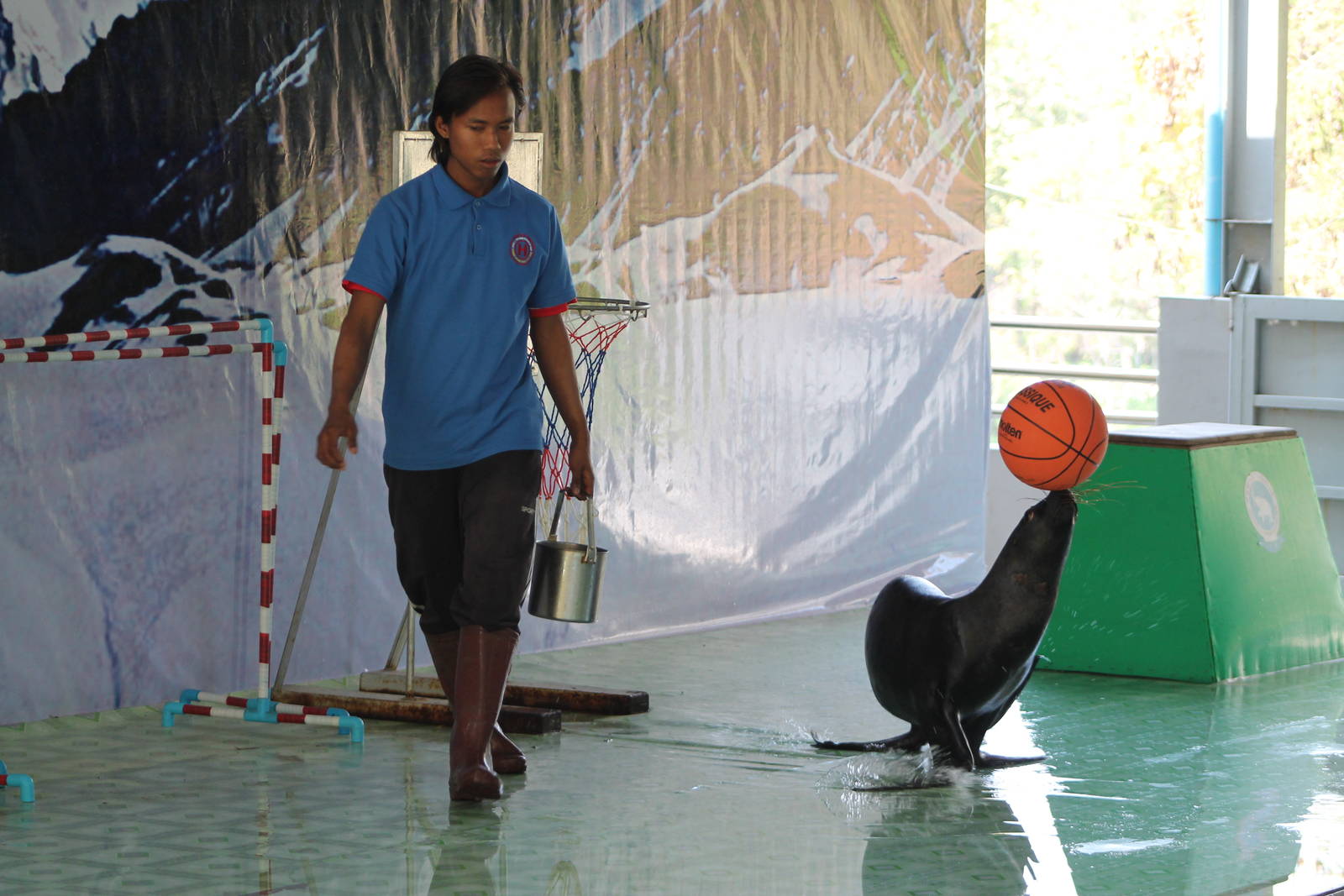 Patagonian Sealion (Otaria flavescens)