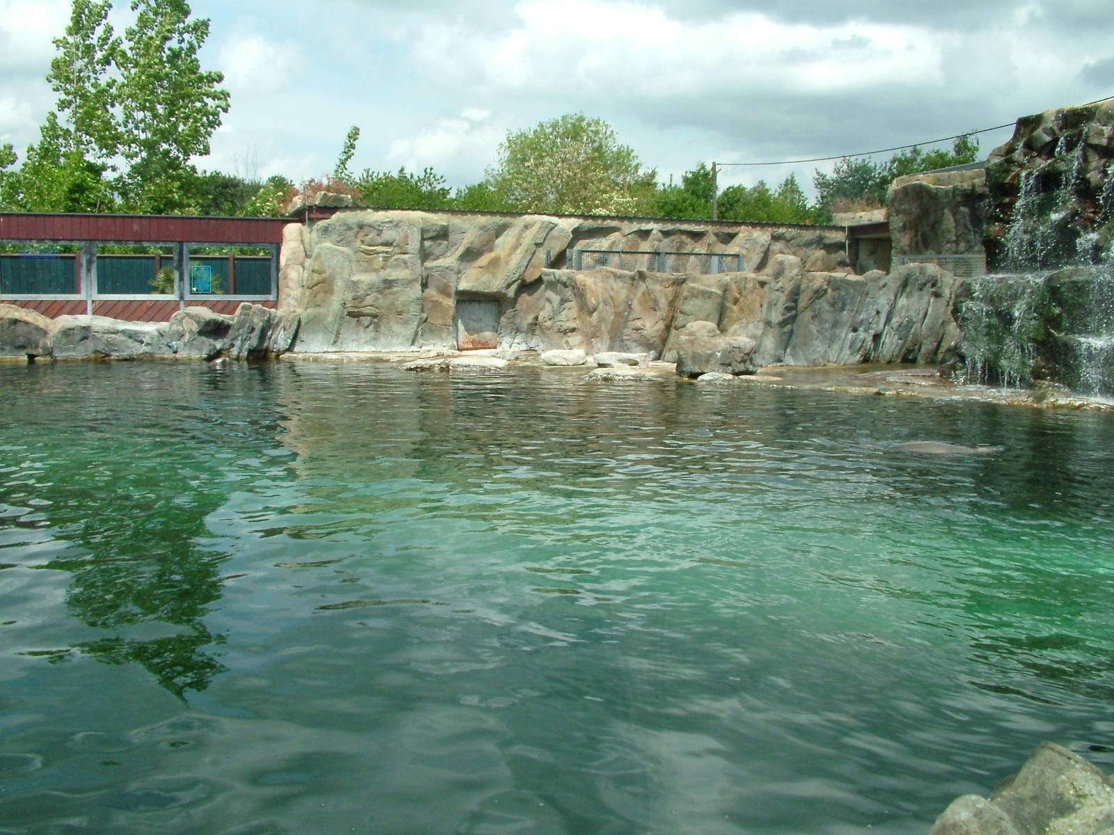 Patagonian Sealion pool at Colchester 09/05/09