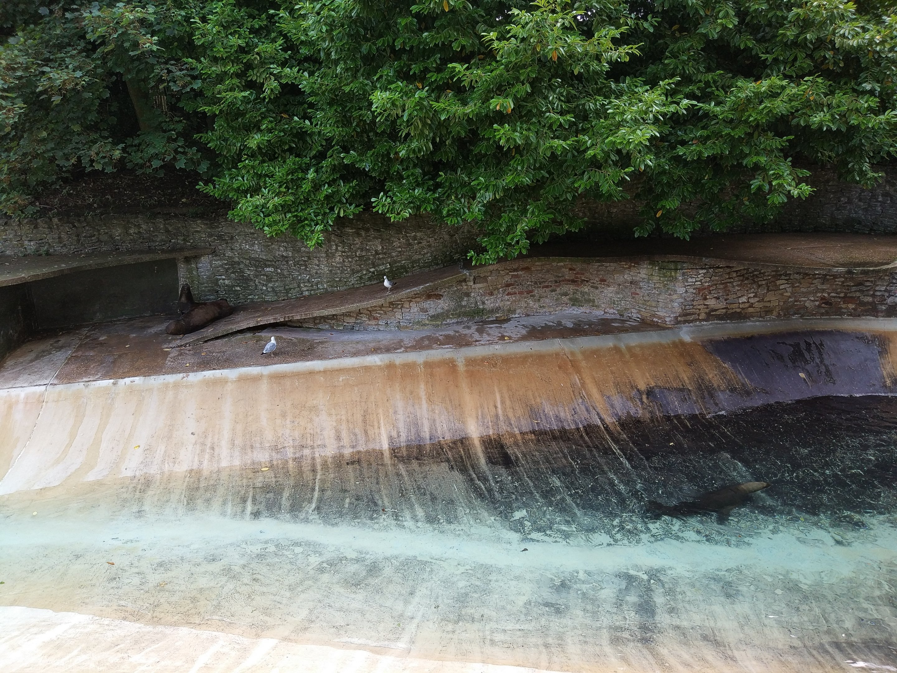 Patagonian Sealion pool