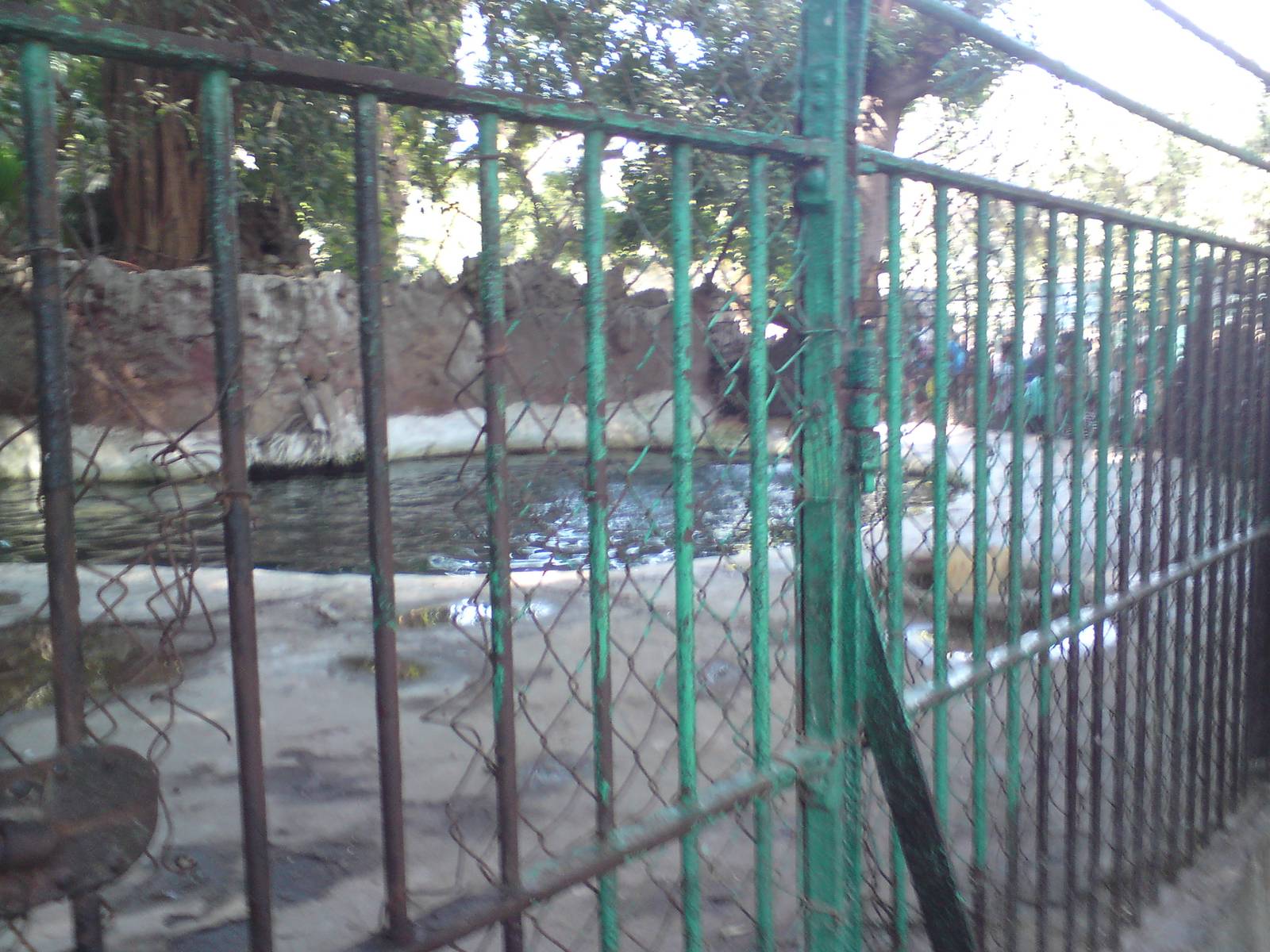 Patagonian sealion pools