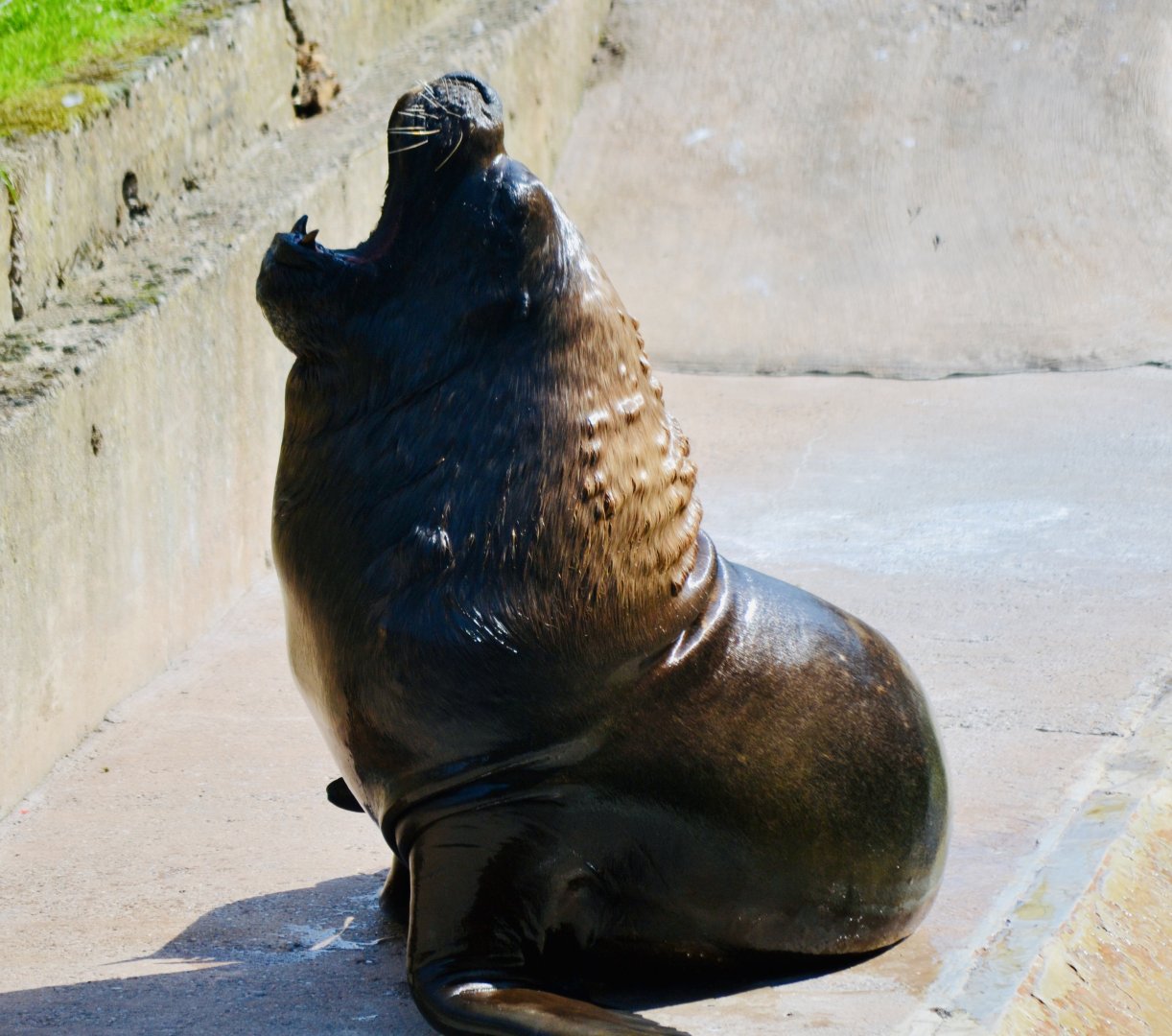 Patagonian Sealion - September 2020