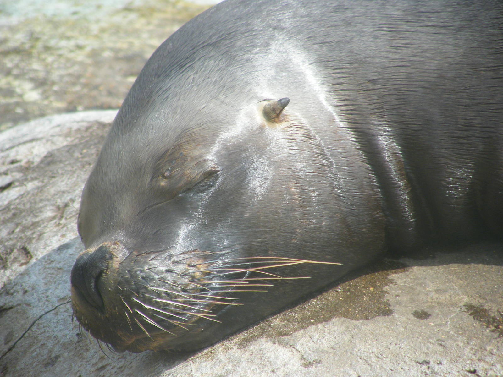 Patagonian Sealion