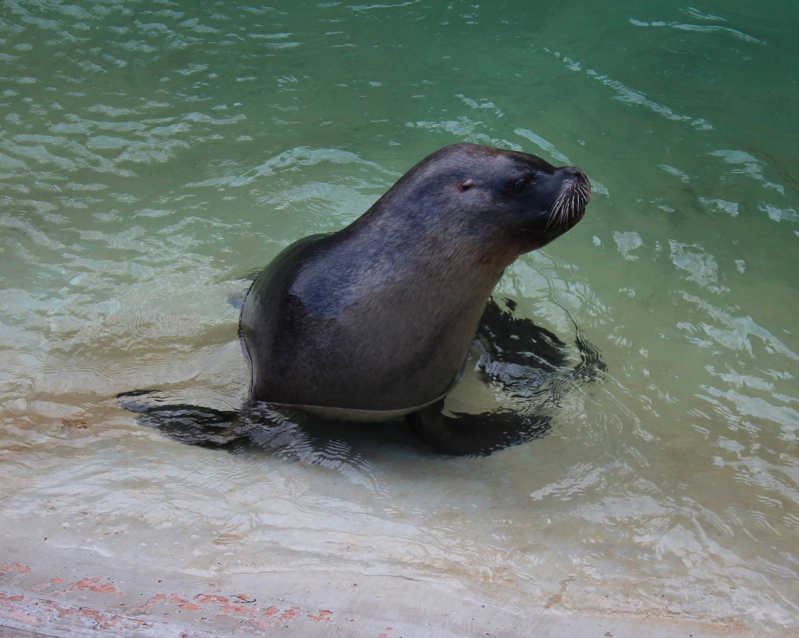 Patagonian Sealion