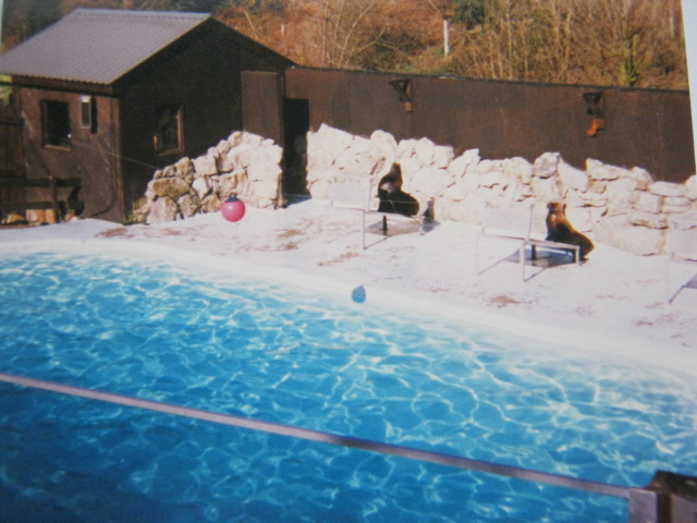 Patagonian Sealions 12/3/90.