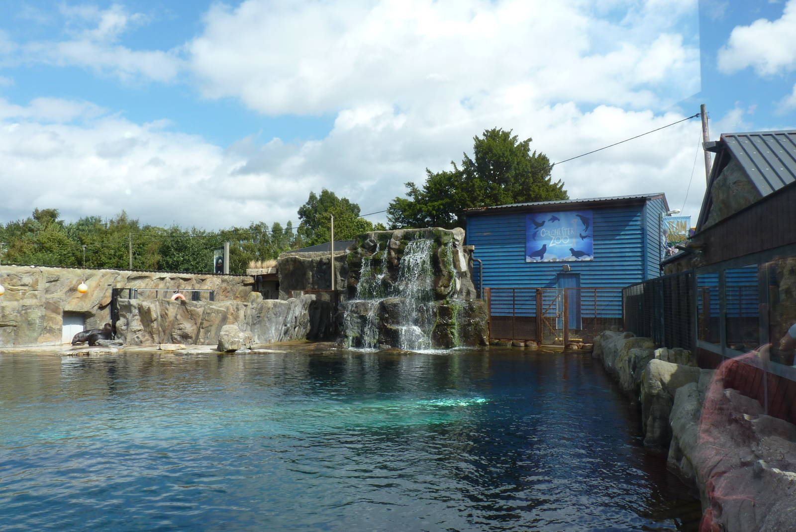 Patagonian Sealions, September 2016