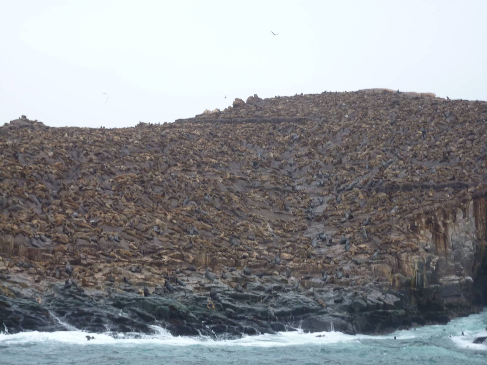 Patagonian sealions