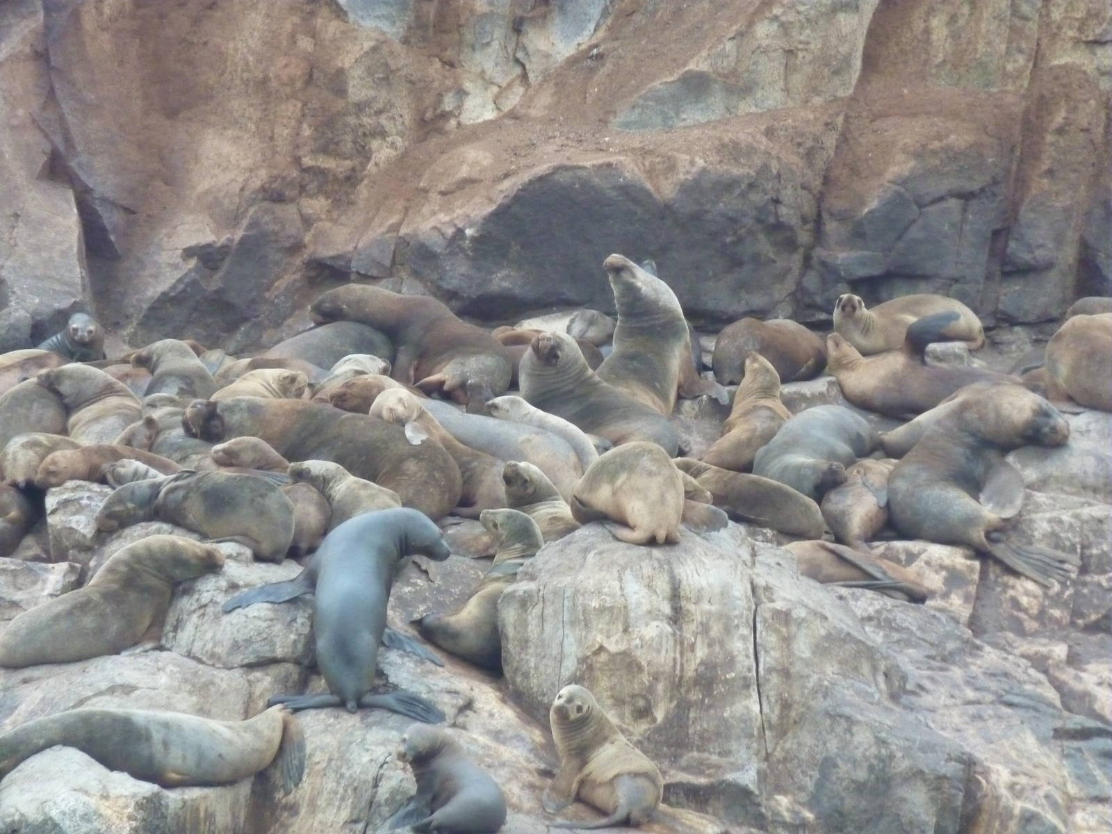 Patagonian sealions