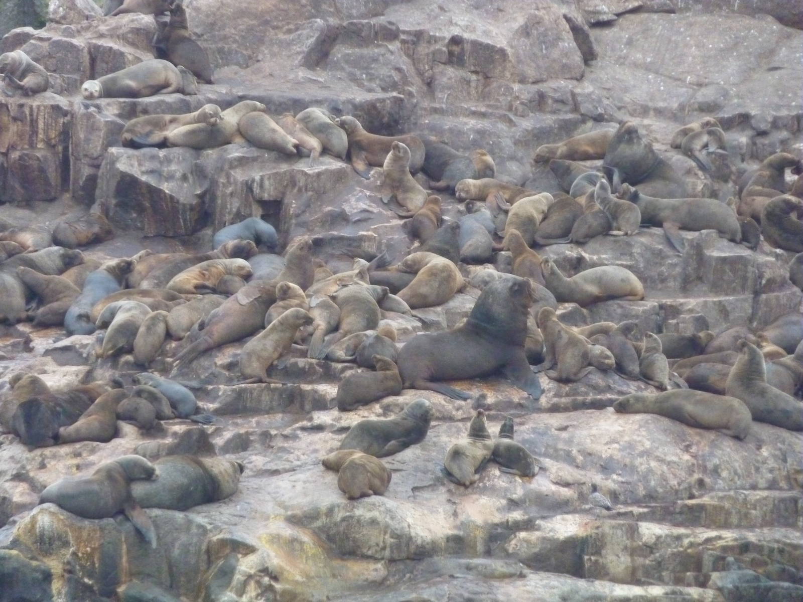 Patagonian sealions