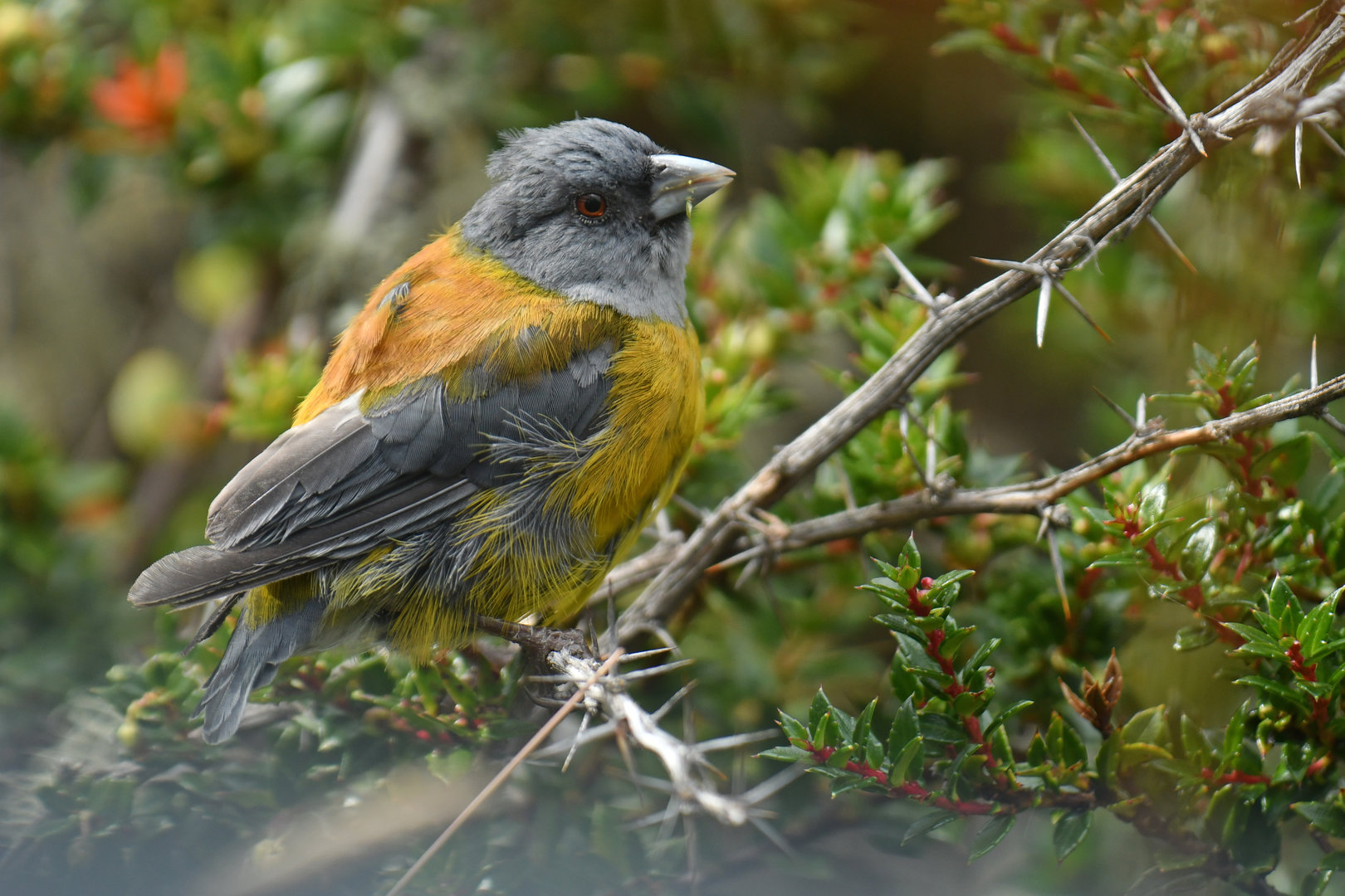 Patagonian Sierra Finch Phrygilus patagonicus