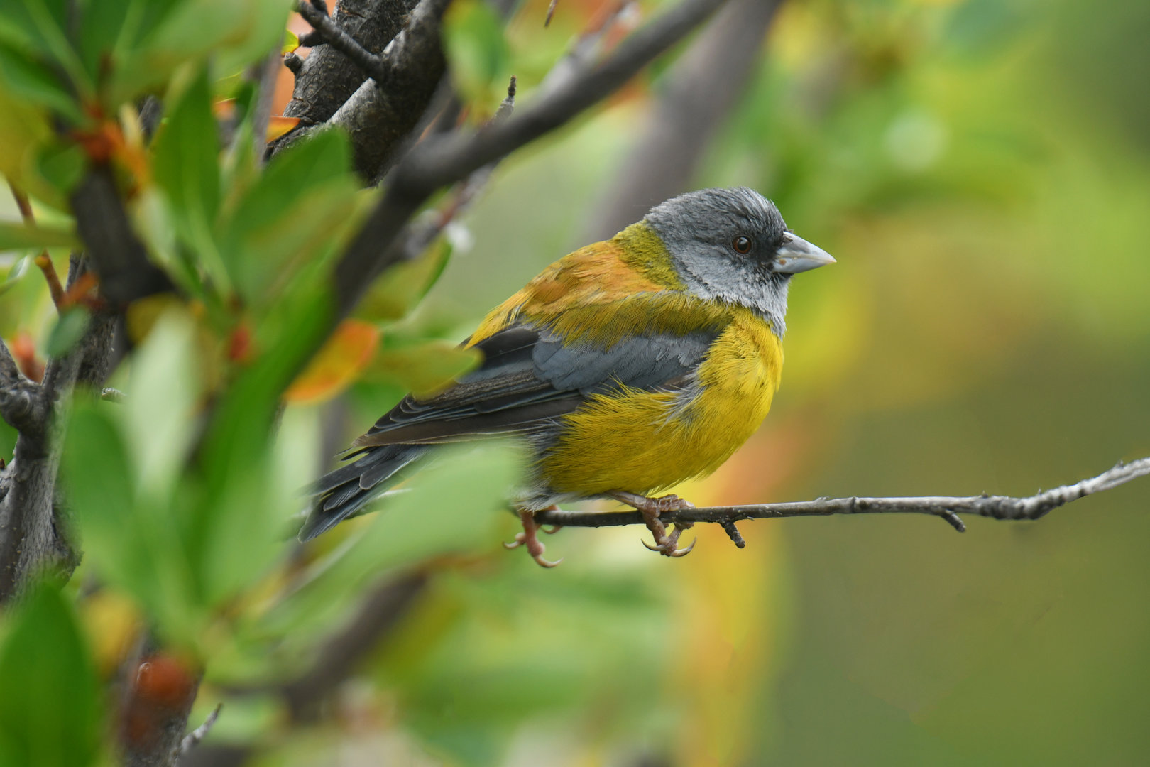 Patagonian Sierra Finch  Phrygilus patagonicus