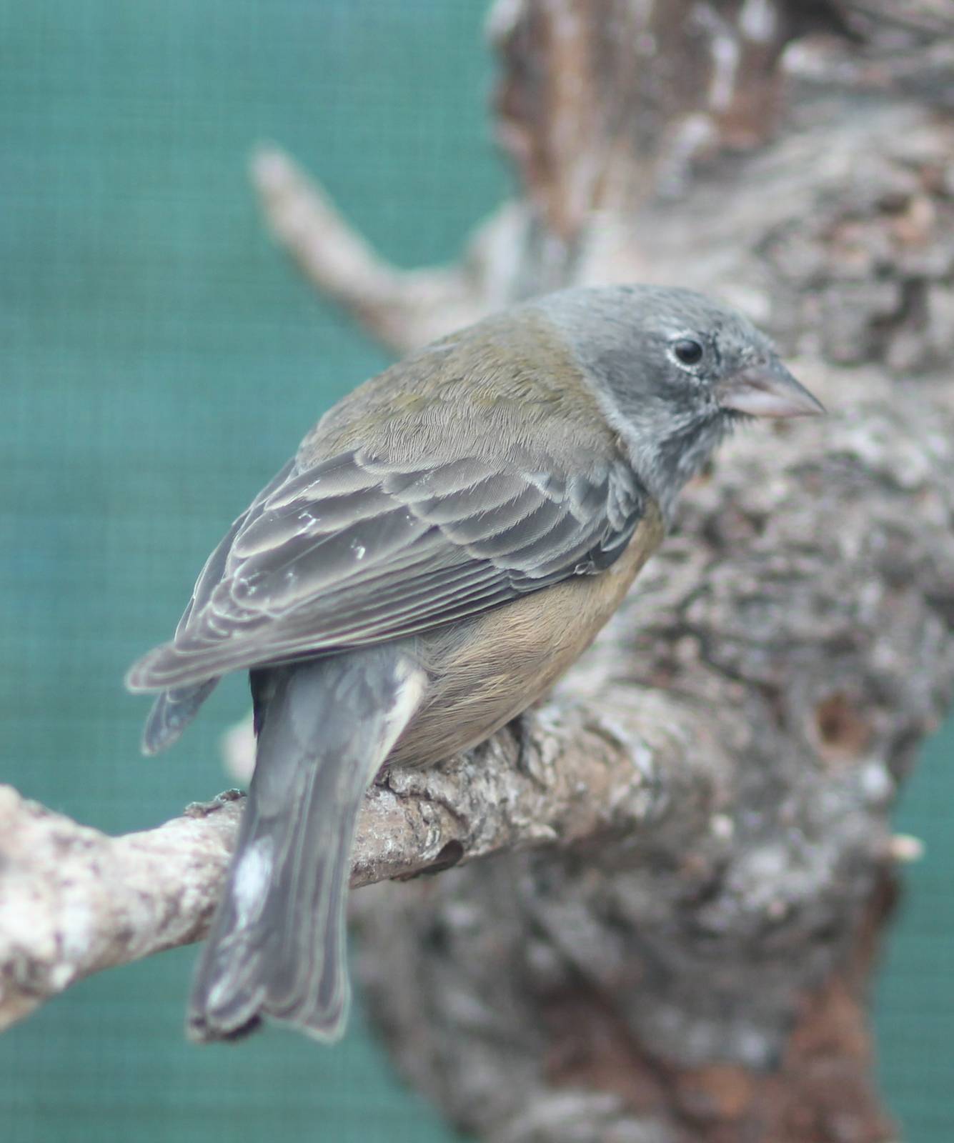 Patagonian sierra finch