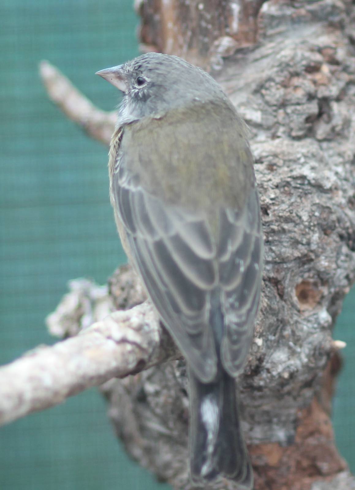 Patagonian sierra finch