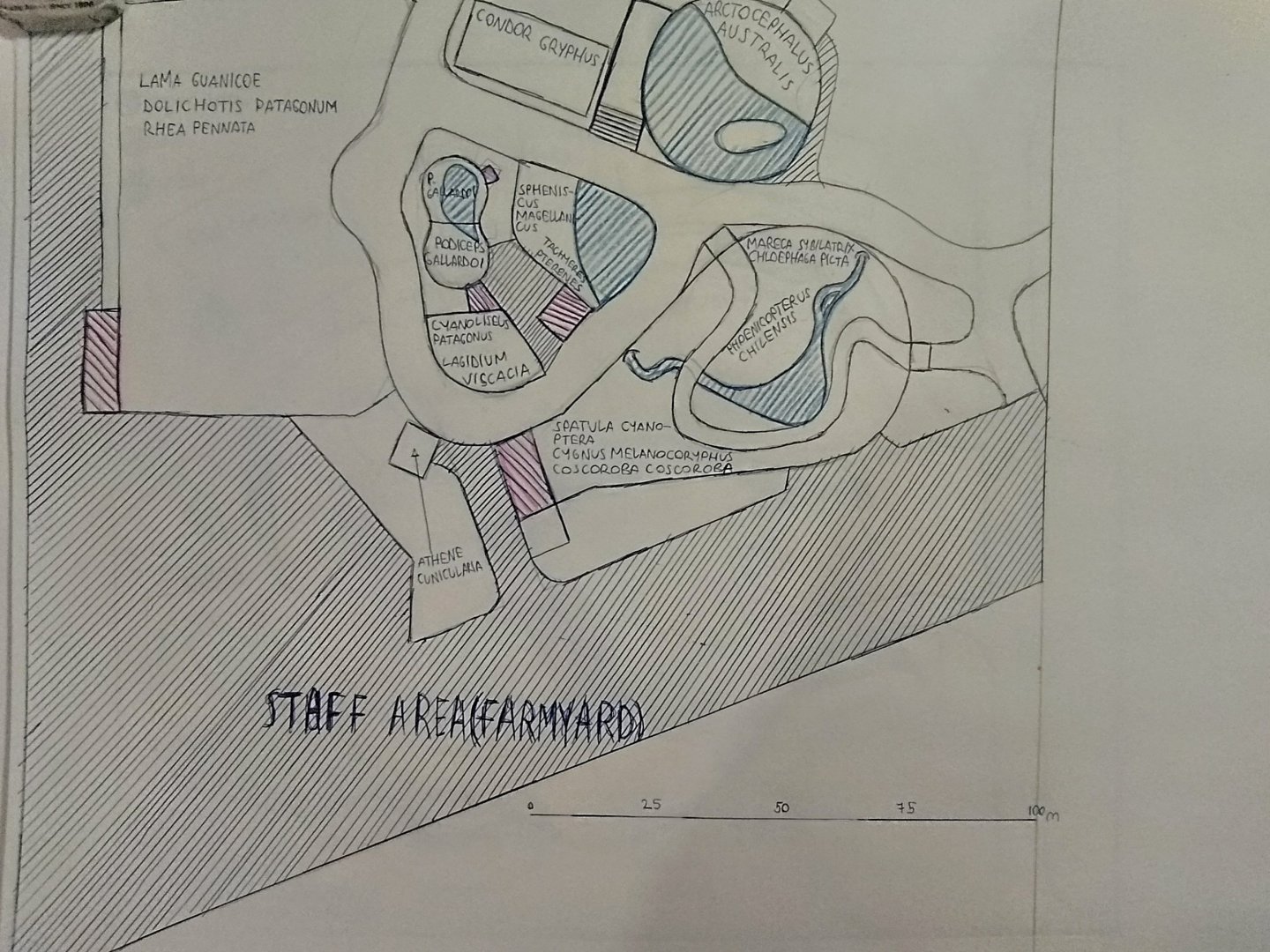 Patagonian steppe part of my speculative ecoregion zoo