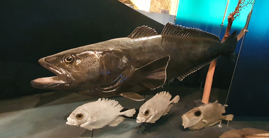 Patagonian Toothfish, King Dory and oreo species(?) - Tasmanian Museum and Art Gallery
