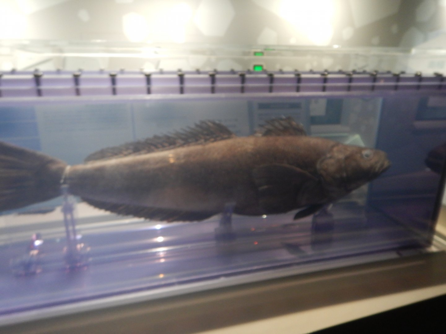 Patagonian Toothfish specimen