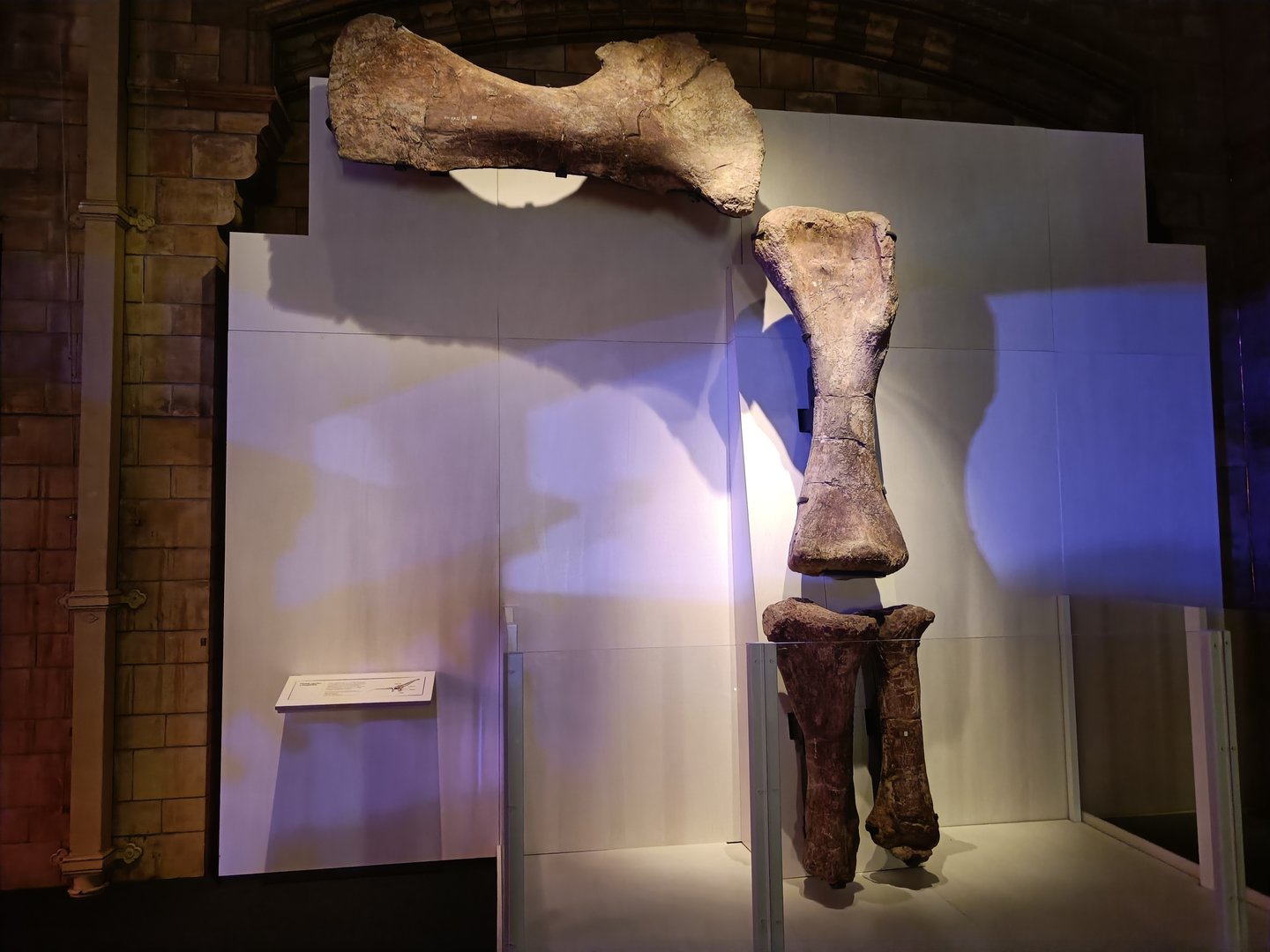 Patagotitan Hindlimb