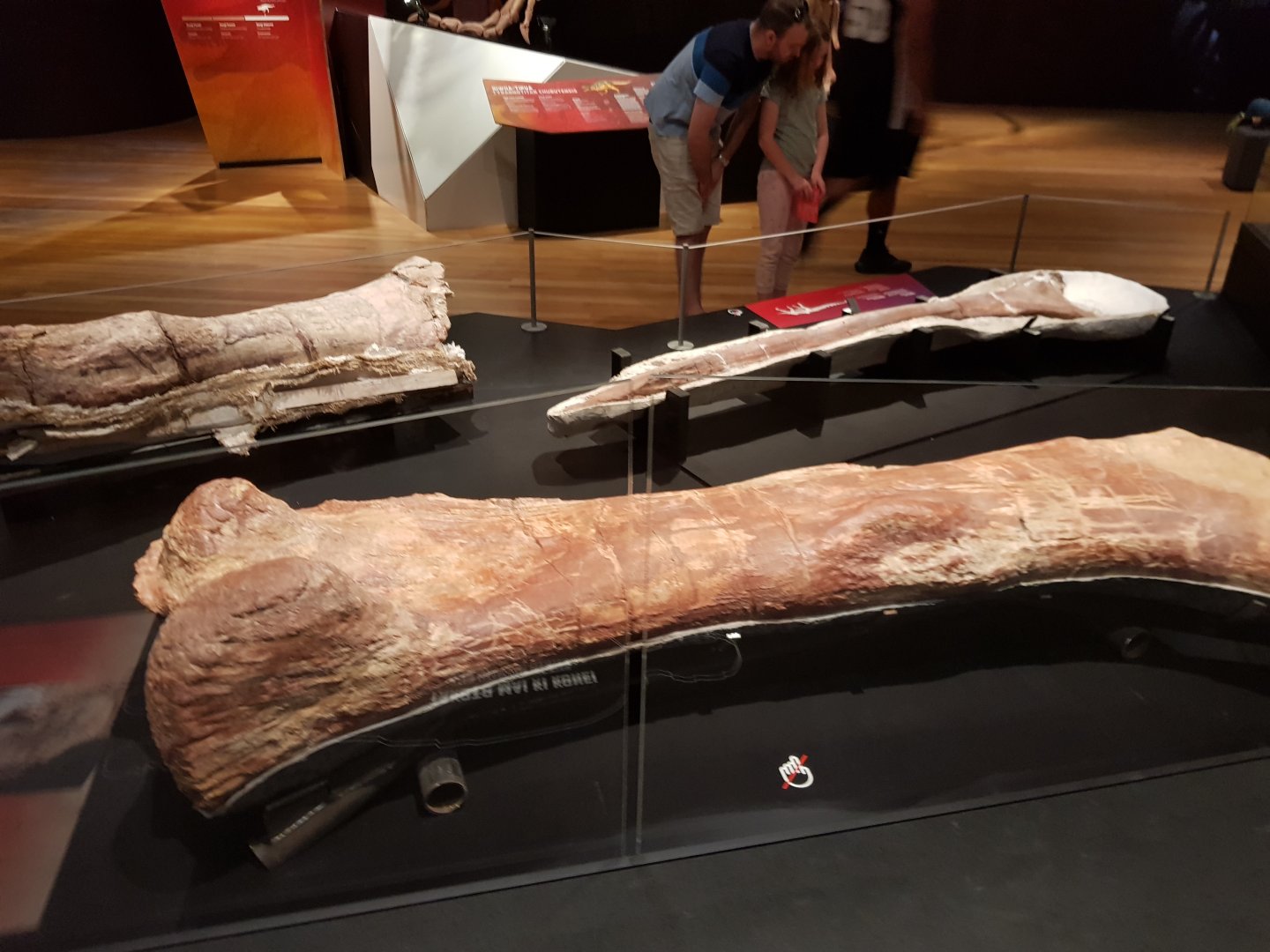Patagotitan mayorum (Femur) Ngā Taniwha o Rūpapa | Dinosaurs of Patagonia, Te Papa