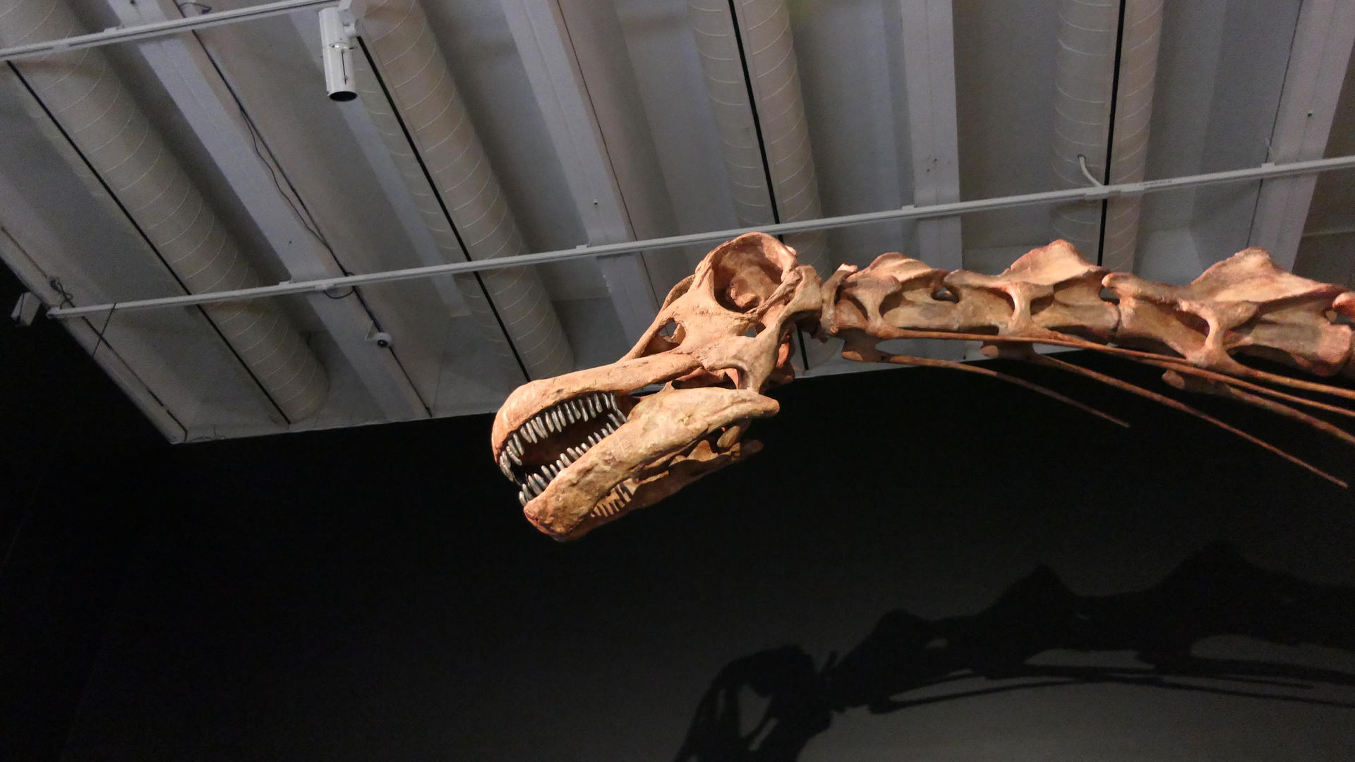 Patagotitan mayorum head - Dinosaurs of Patagonia