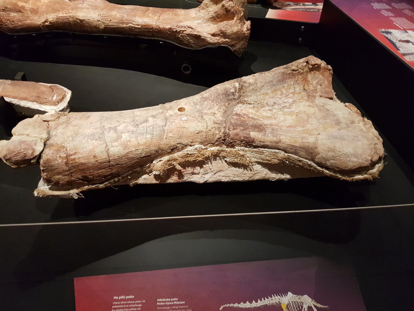Patagotitan mayorum (Humerus) Ngā Taniwha o Rūpapa | Dinosaurs of Patagonia, Te Papa