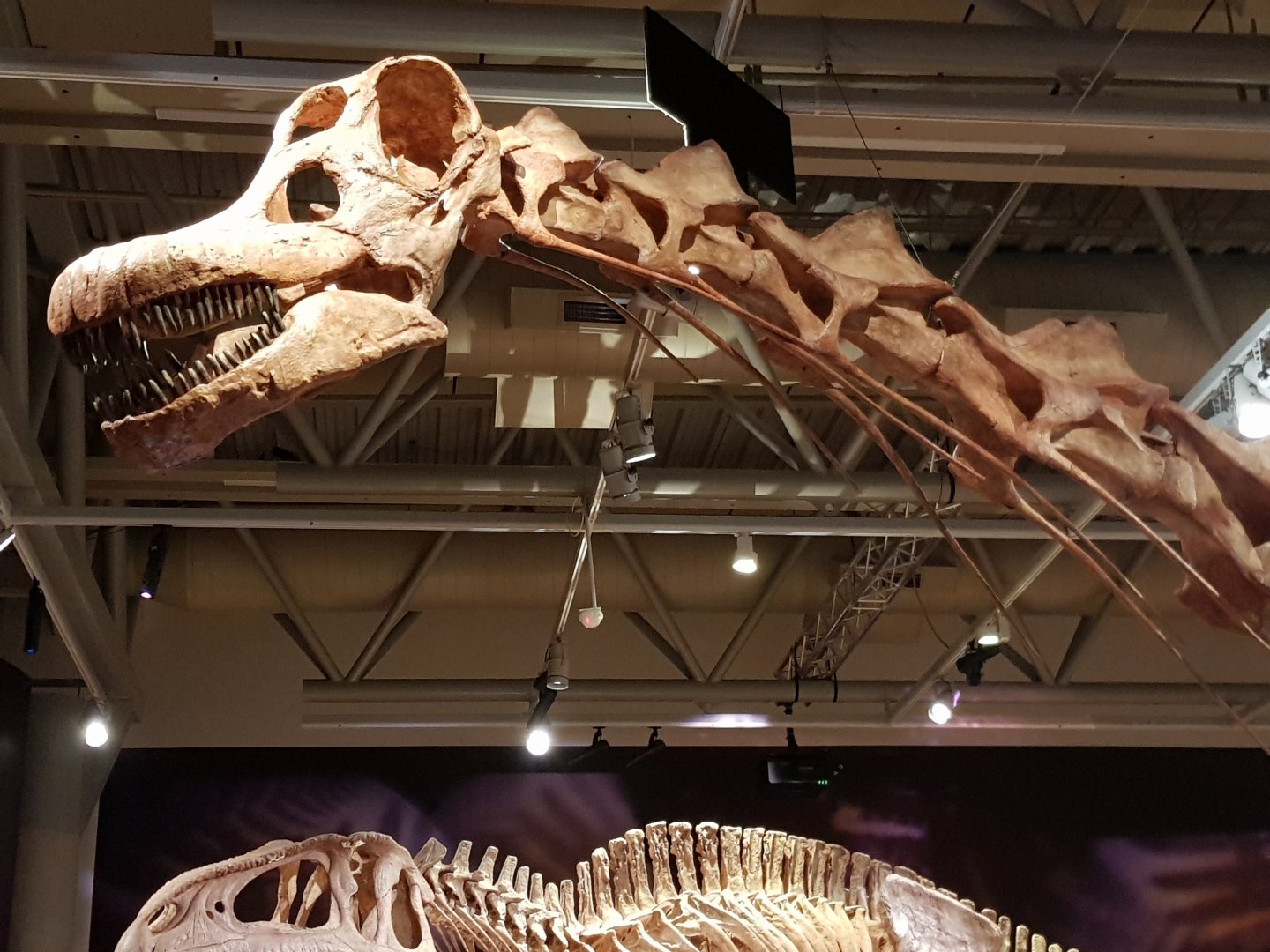 Patagotitan mayorum- Ngā Taniwha o Rūpapa | Dinosaurs of Patagonia, Te Papa