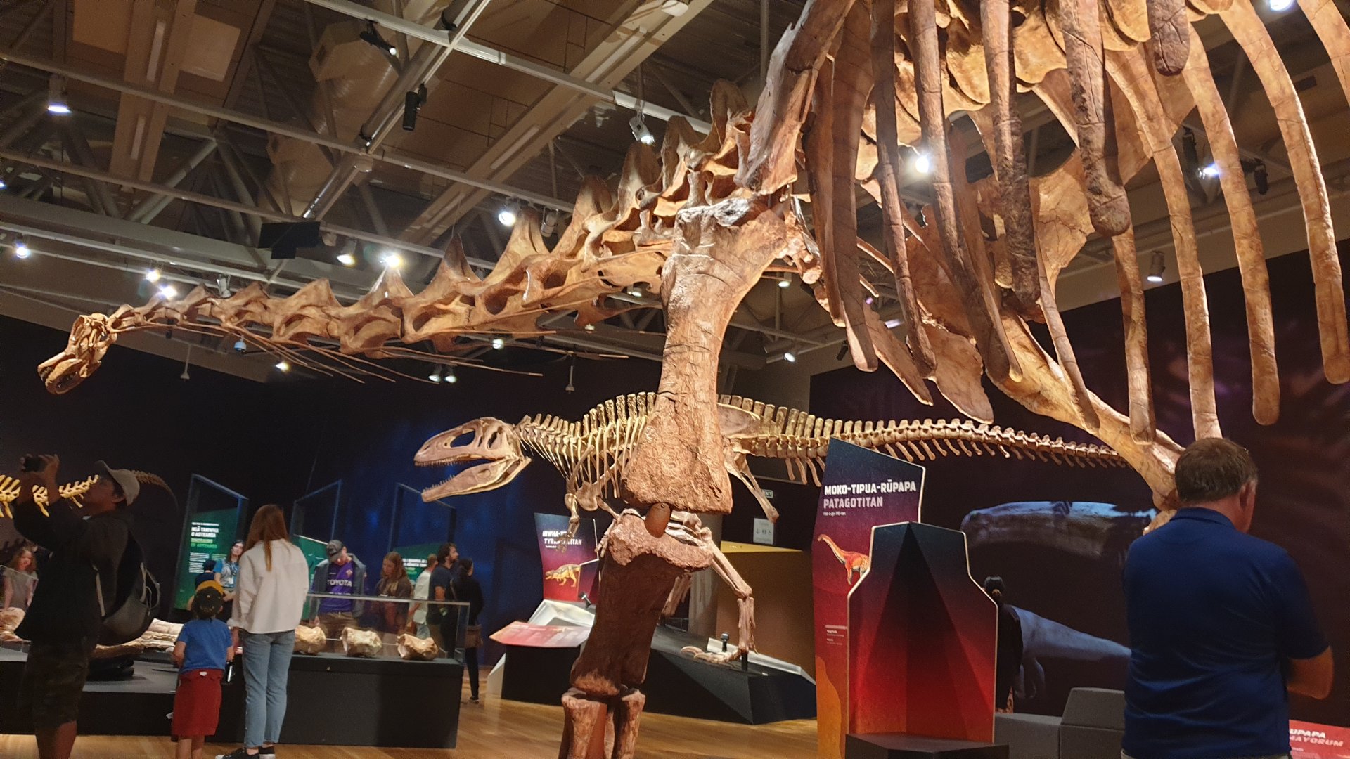 Patagotitan mayorum- Ngā Taniwha o Rūpapa | Dinosaurs of Patagonia, Te Papa