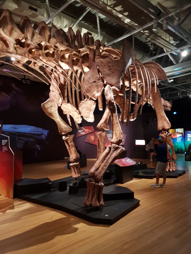 Patagotitan mayorum- Ngā Taniwha o Rūpapa | Dinosaurs of Patagonia, Te Papa