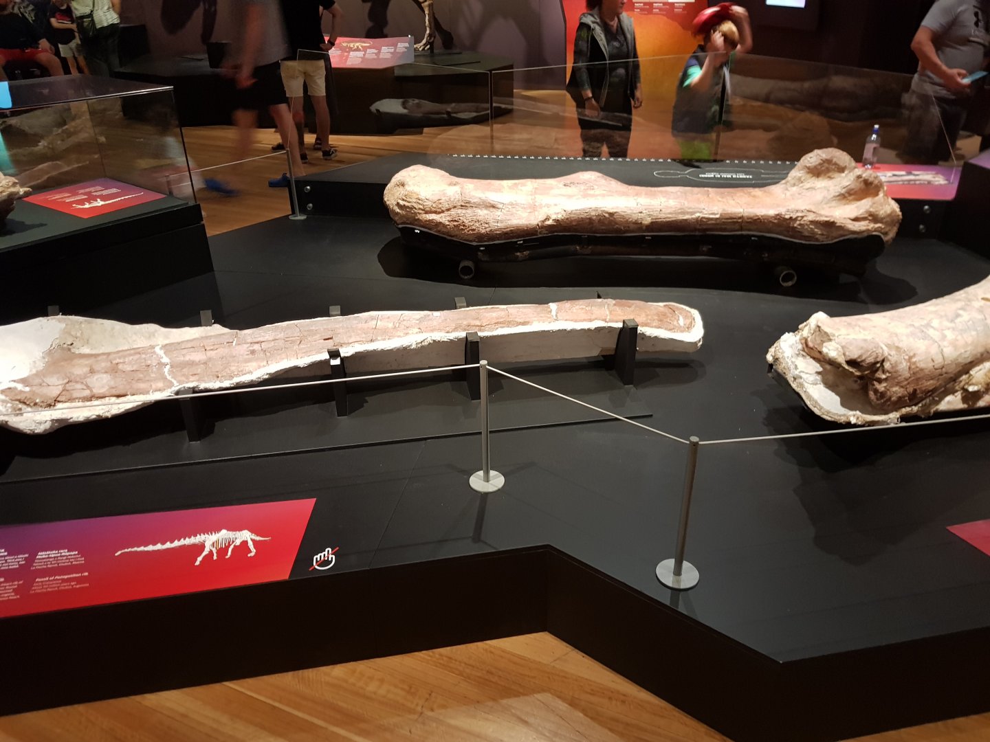 Patagotitan mayorum (Rib, Humerus, Femur) Ngā Taniwha o Rūpapa | Dinosaurs of Patagonia, Te Papa