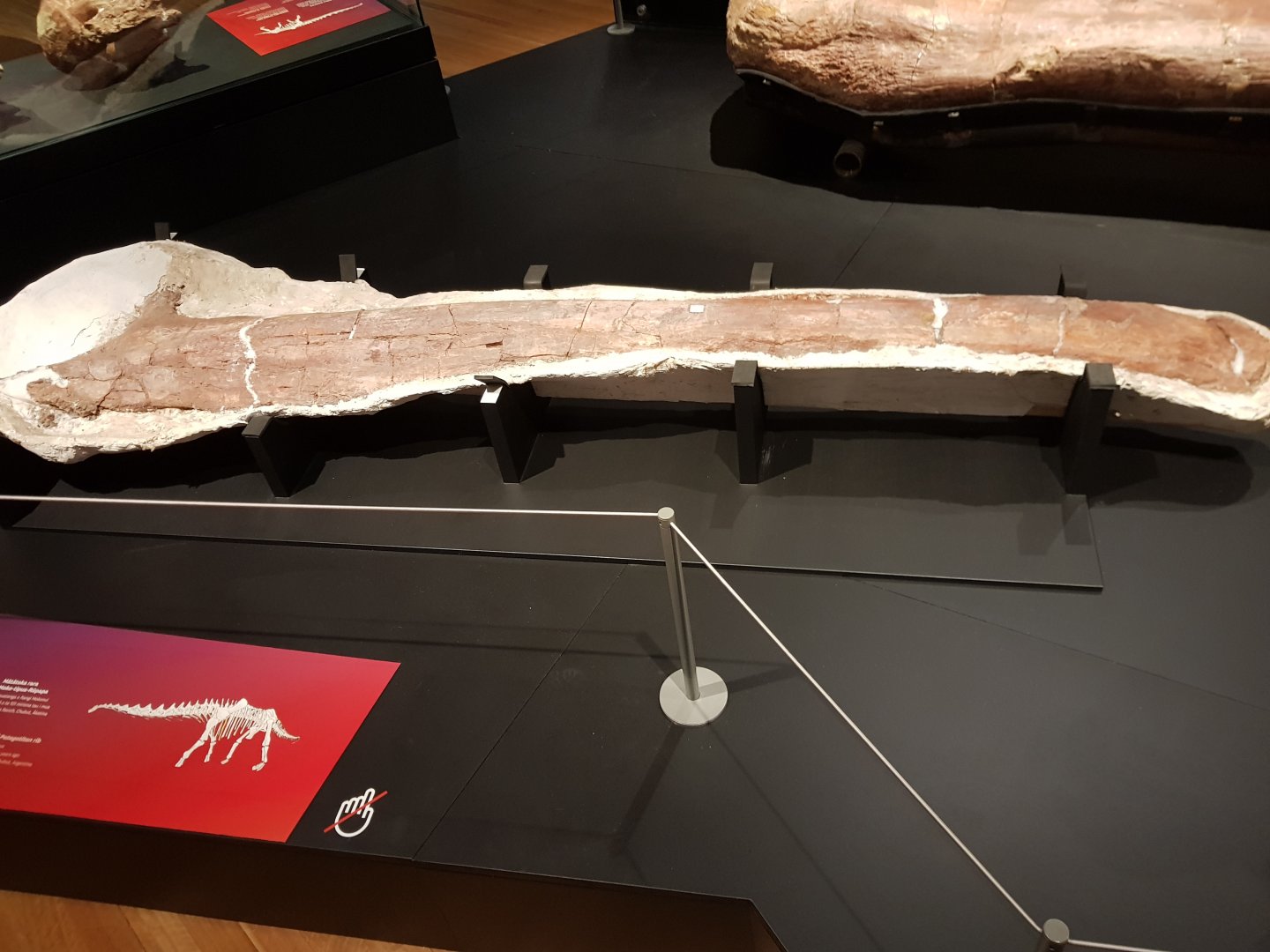 Patagotitan mayorum (Rib) Ngā Taniwha o Rūpapa | Dinosaurs of Patagonia, Te Papa