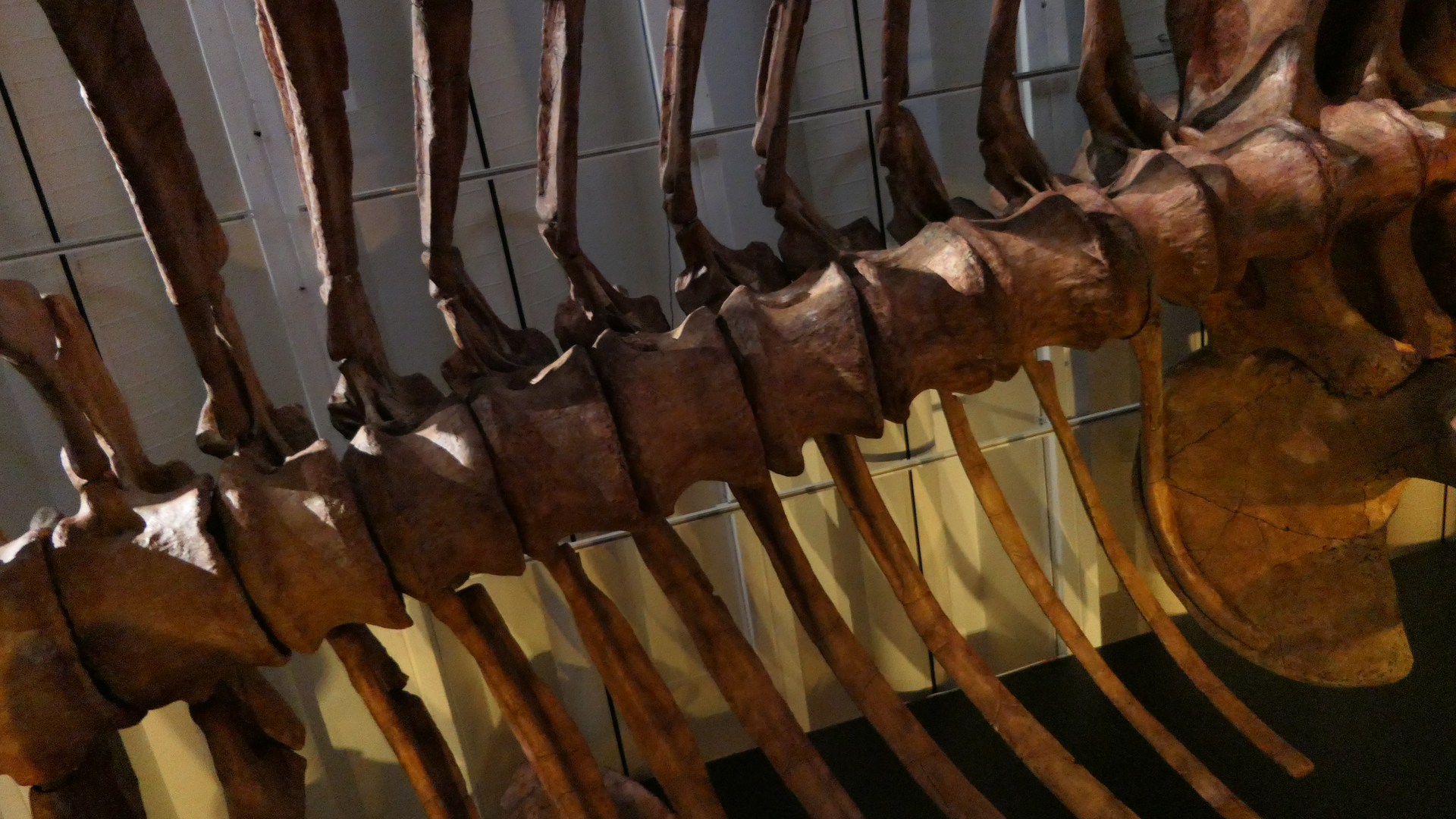 Patagotitan mayorum vertebrae - Dinosaurs of Patagonia