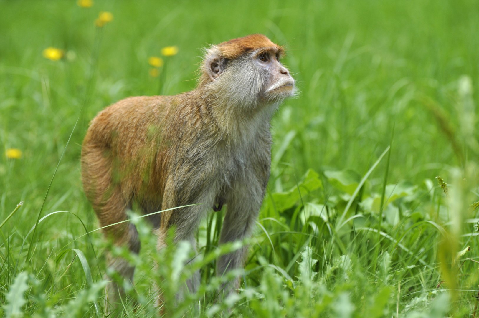 Patas (Erythrocebus patas)