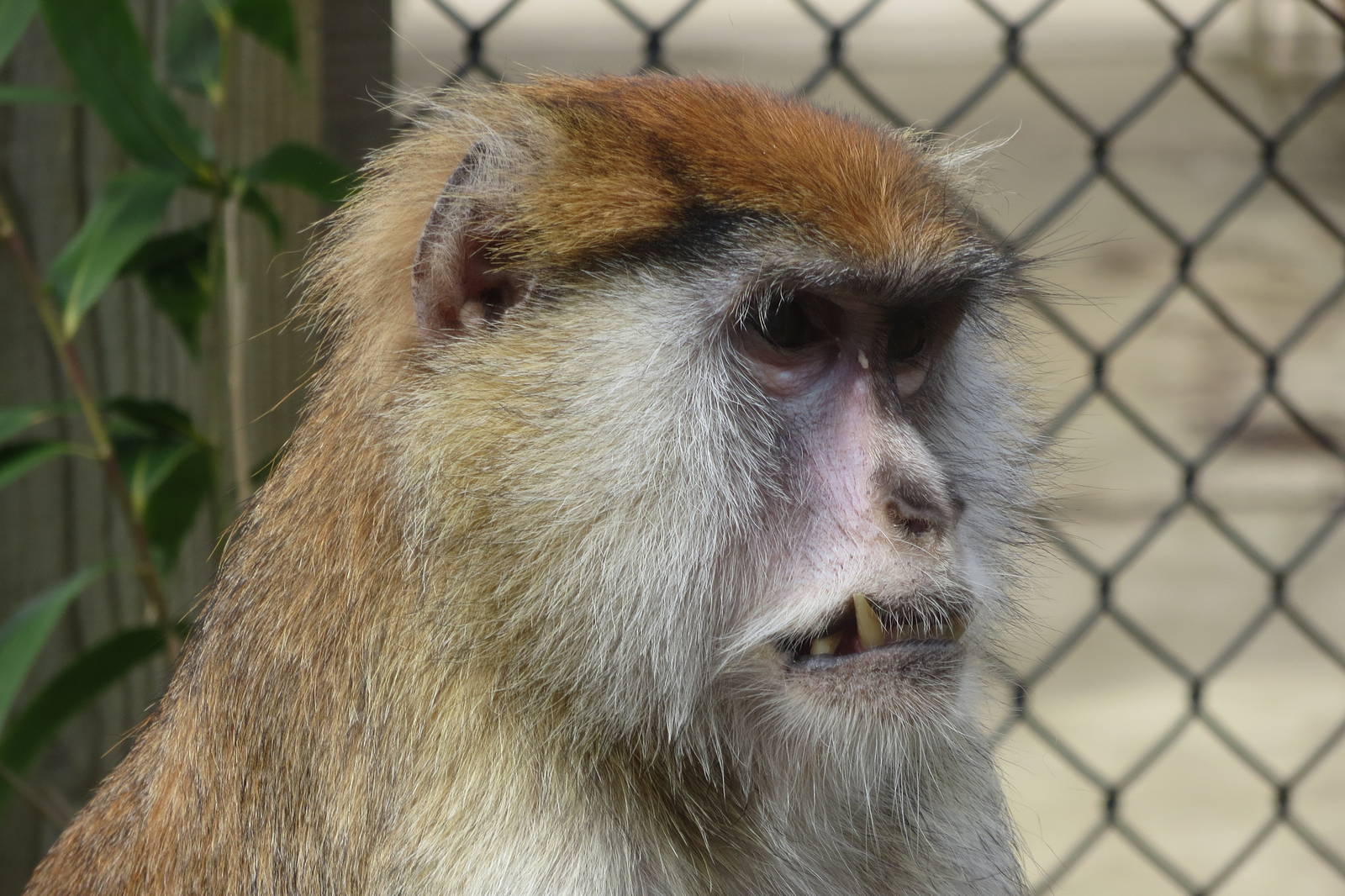 patas monkey 020313