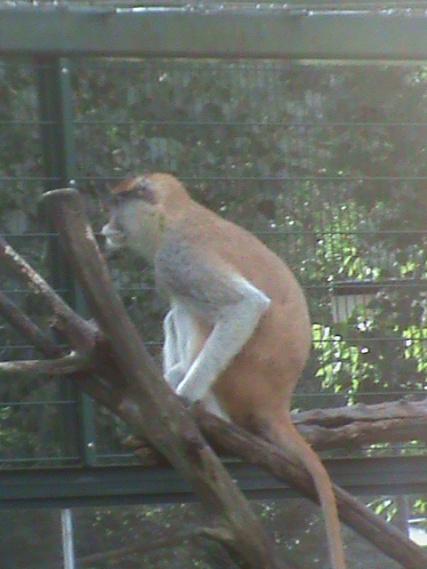 patas monkey 050910