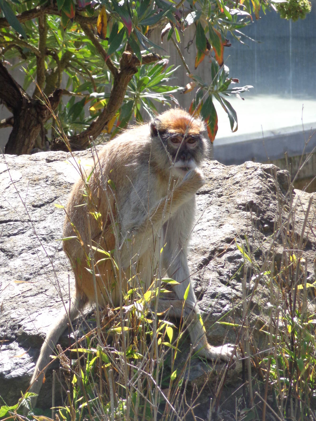 Patas Monkey #2