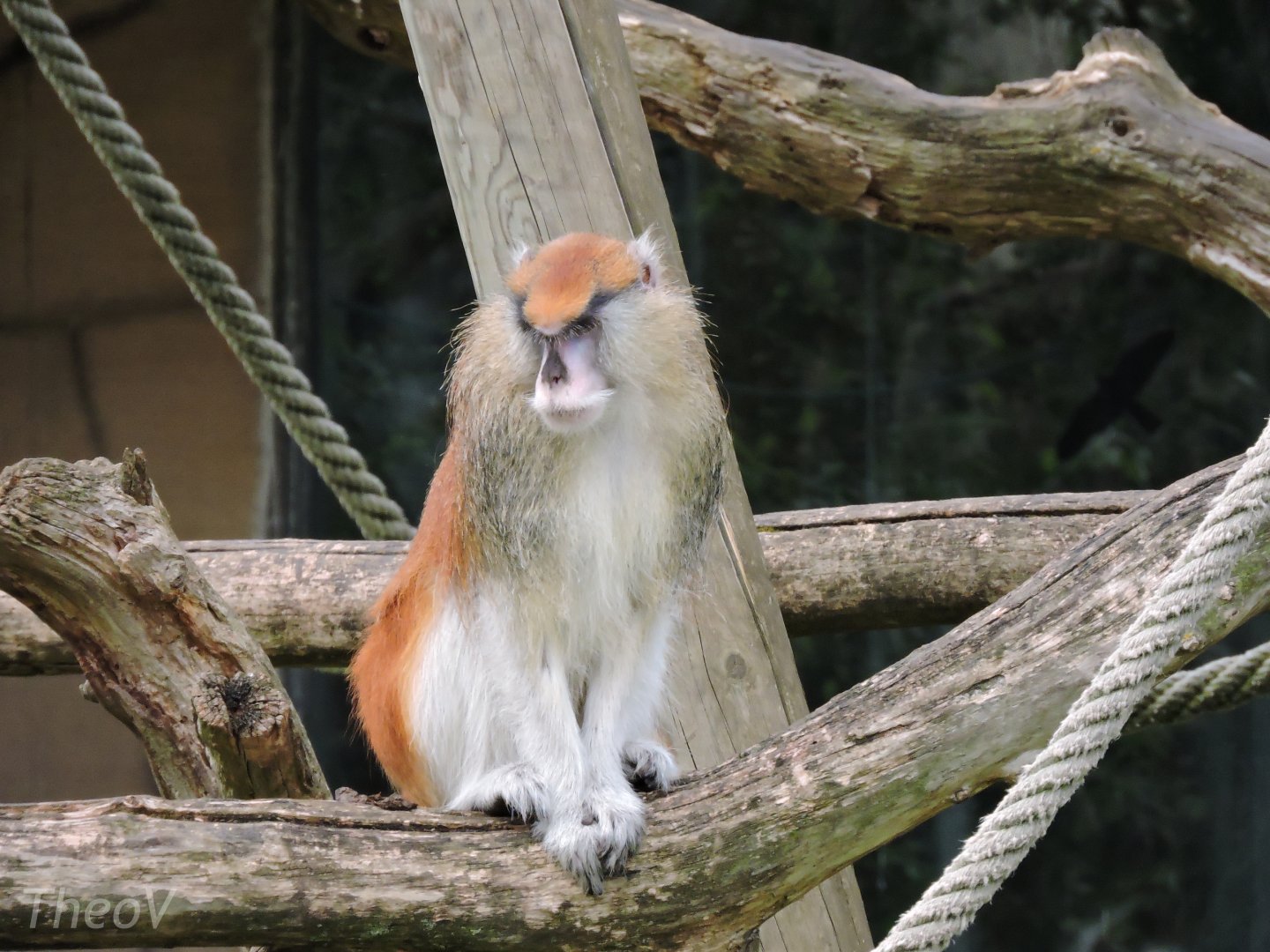 Patas monkey [2015]