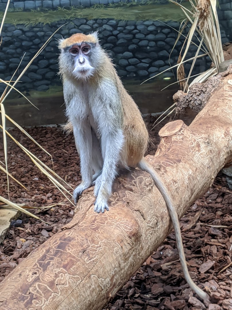 Patas monkey - 24-08-2020