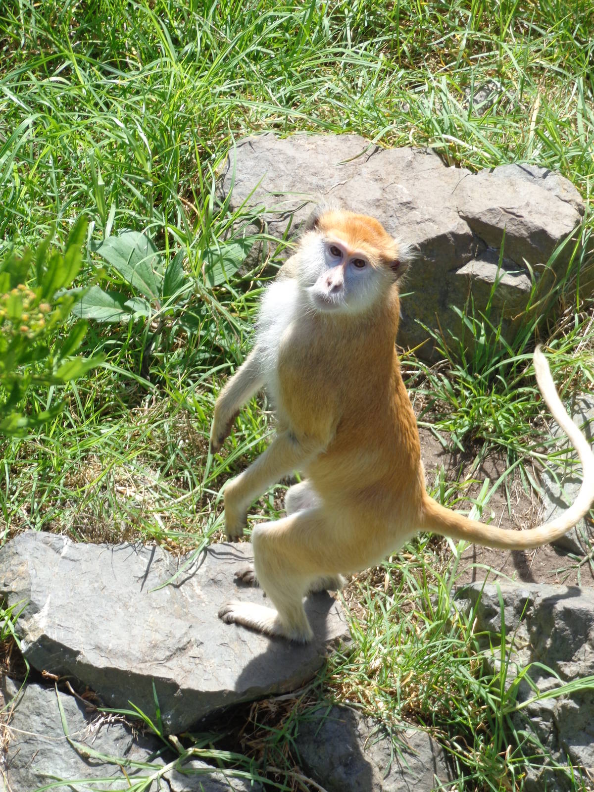Patas Monkey #3