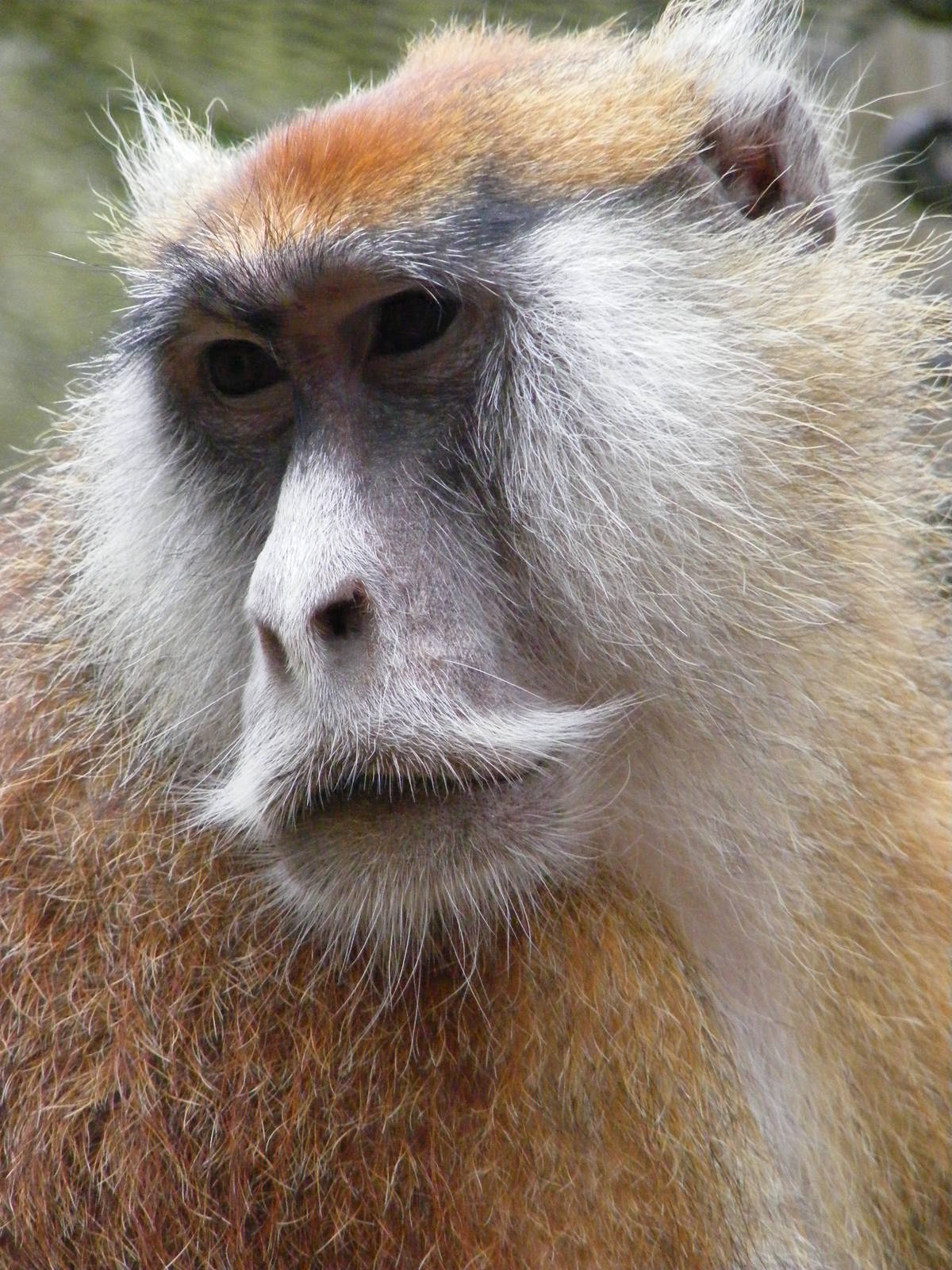 Patas Monkey - 9 April 2009