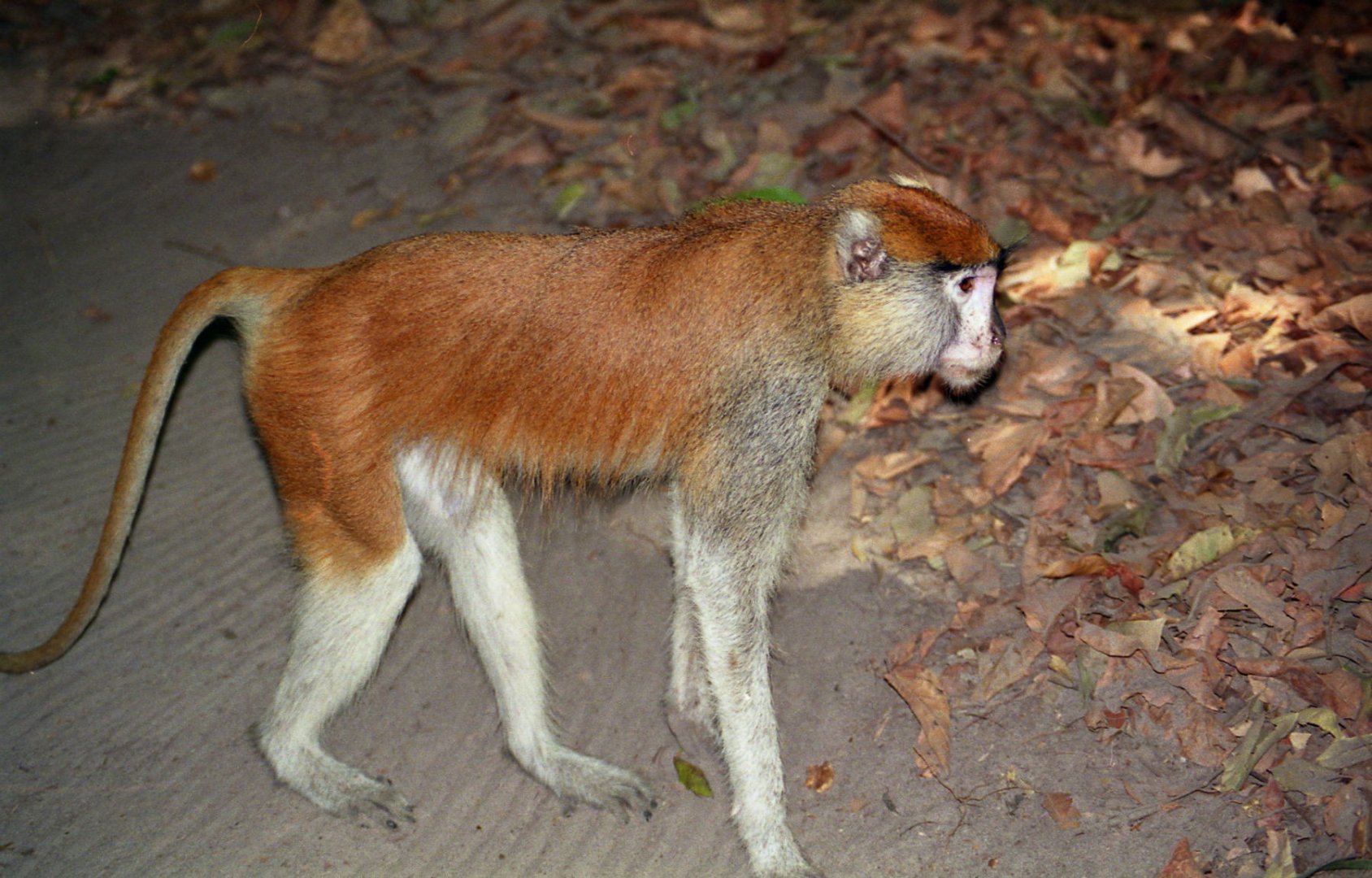 Patas Monkey, Abuko Nature Reserve 1996