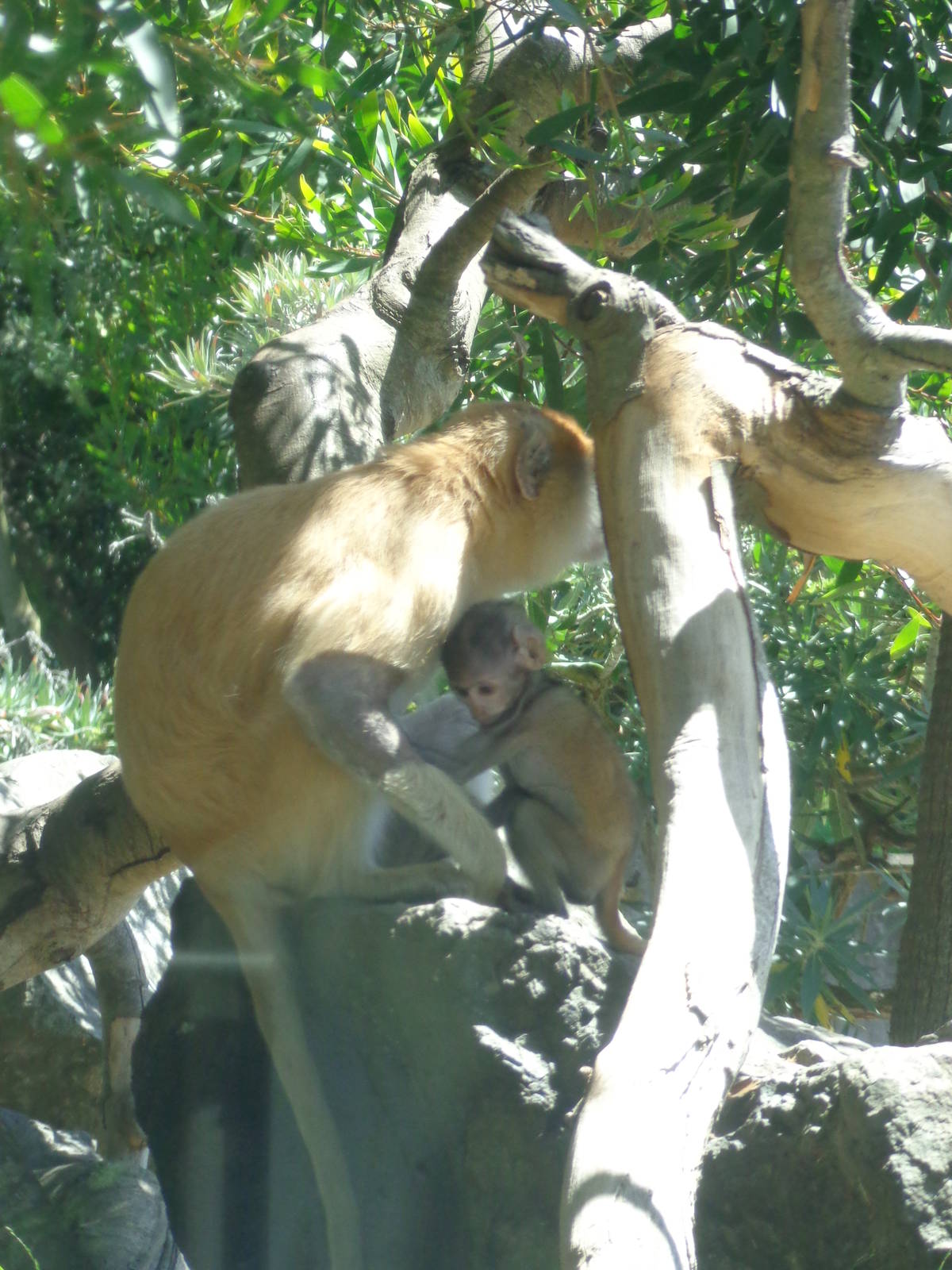 Patas Monkey and Baby