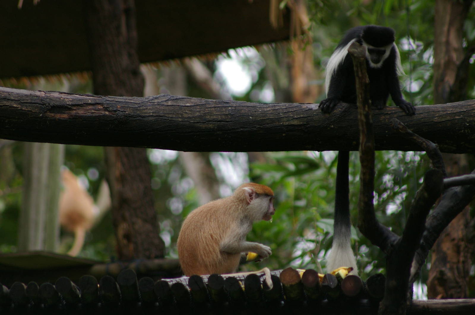 patas monkey and black-and-white colobus