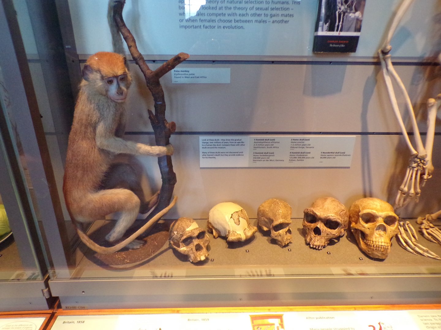 Patas monkey and hominid skulls (taken at Kelvingrove museum) 12.2.24