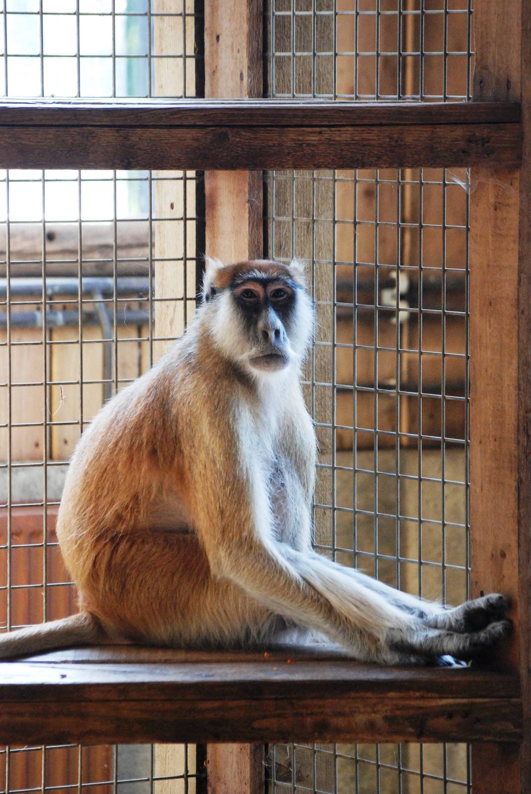 Patas Monkey at Colchester, 31/08/13