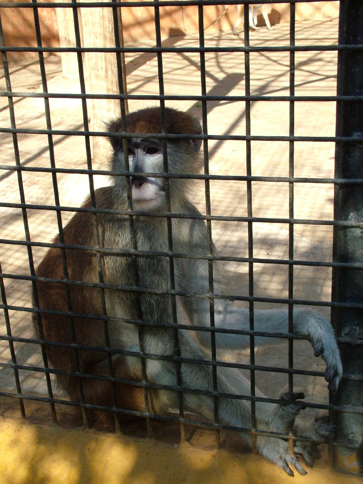Patas Monkey at Monkey Park, 09/11/10