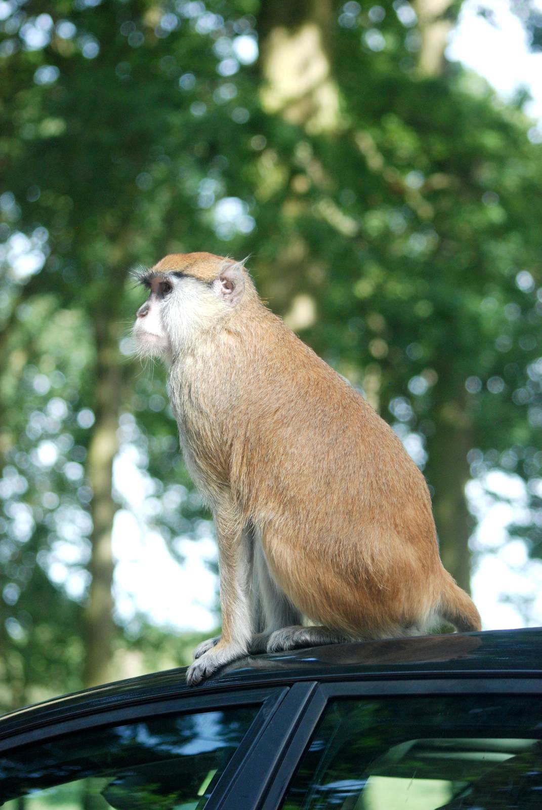 Patas Monkey at Woburn, 01/09/13