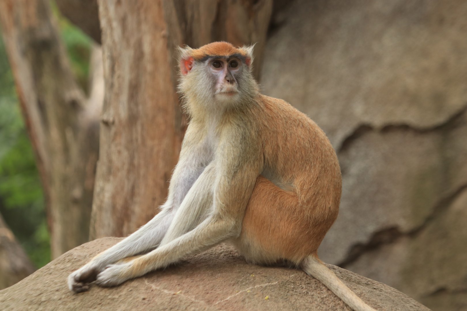 Patas monkey (August 2019)
