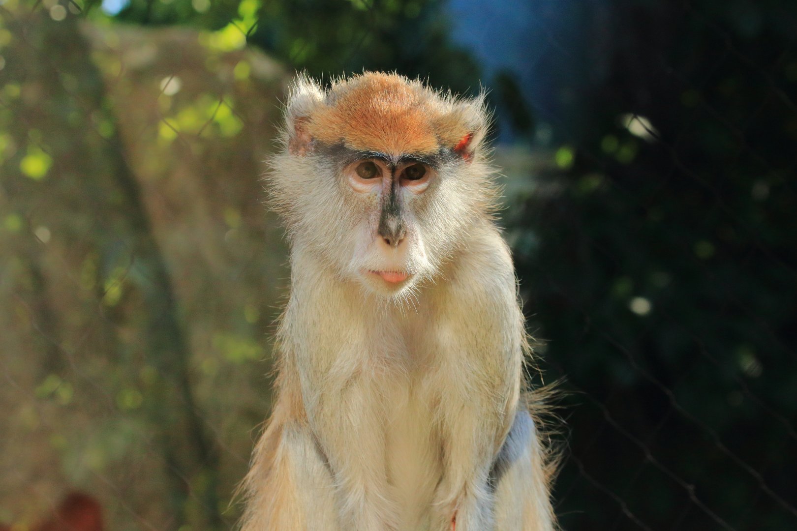 Patas monkey (August 2020)